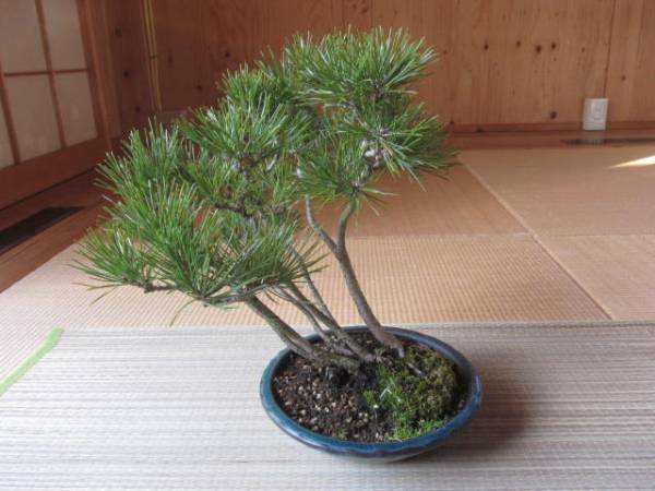 艸】 黒松 吹き流し 小品盆栽 正月飾り 28dse1