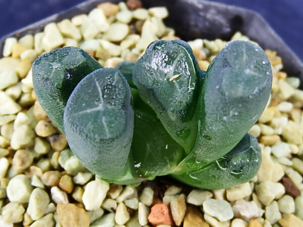 サボテン 多肉植物　20　ハオルチア　万象　旭獅子　