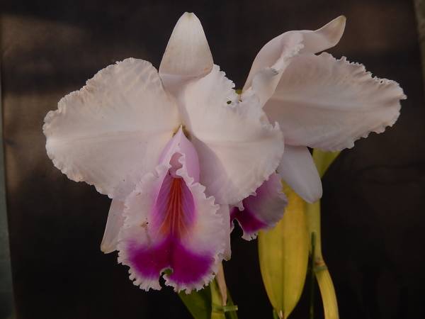 洋蘭原種カトレア　C.ｑｕａｄｒｉｃｏｌｏｒ　Angulo