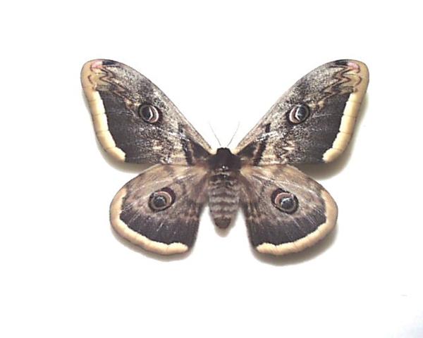外国産蝶標本 ルリモンスカシジャノメ A 1♂ ブラジル産 (TS-OS-569)