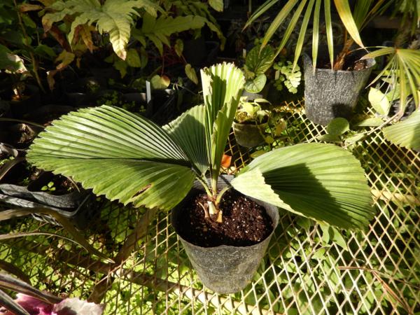 160114☆AO☆珍ヤシ 丸葉がきれい　リクアラ・オルビクラリス