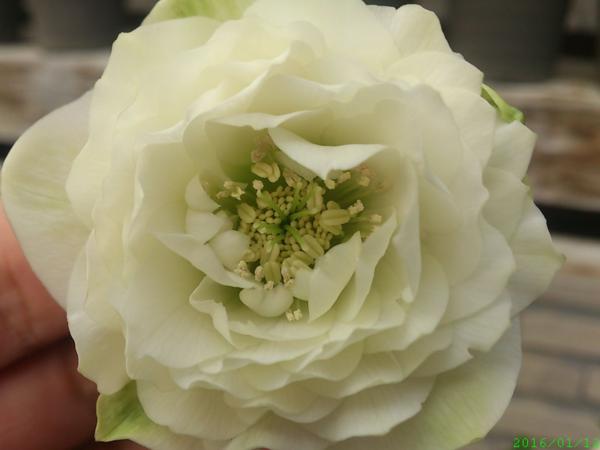 吉田交配開花株５号 超多弁ダブル クリスマスローズ011202