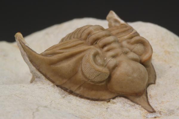 本物 デボン紀中期 三葉虫綱目 メタカンシナSP 化石 モロッコ 複眼の