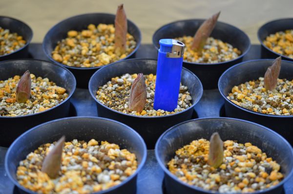 ヤマシャクヤク⑲