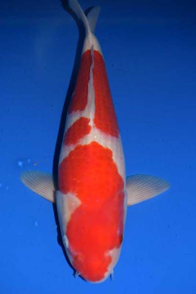 【紅白・50センチ】