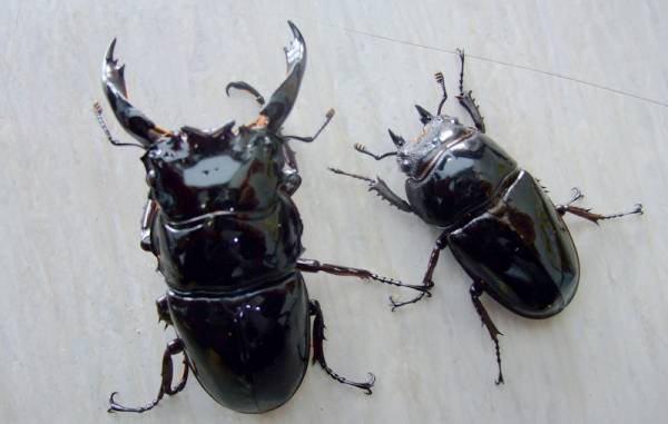 ◆OAKS　レギウス　ストレート系　ペア　良血統◆2