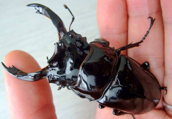 ◆OAKS　レギウス　ストレート系　ペア　良血統◆2