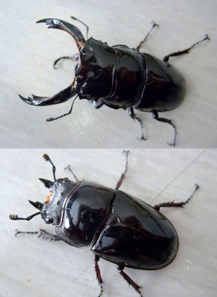 ◆OAKS　レギウス　ストレート系　ペア　良血統◆2