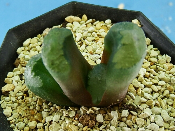 サボテン 多肉植物　34　ハオルチア　玉扇　歌麿(うたまろ)　