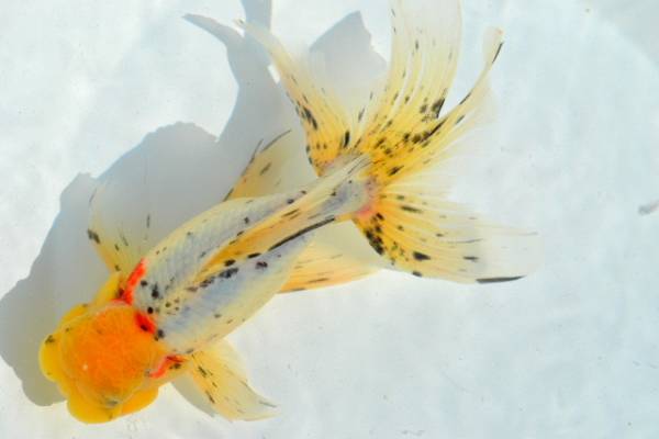 上質品　関東　鈴木東錦　３歳魚　２２ｃｍ　　