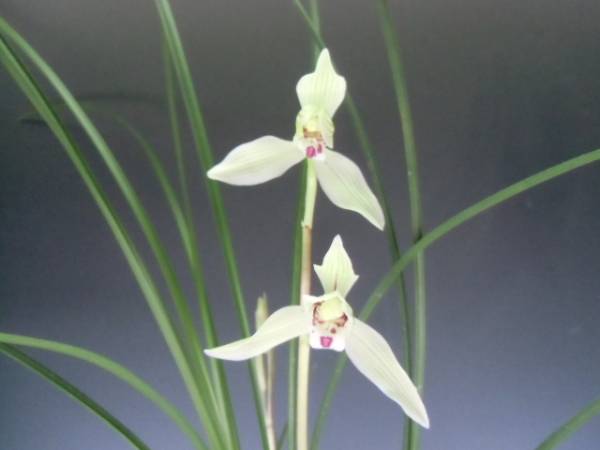 中国蓮弁蘭　兜系白花　花付　（夢らん舎）