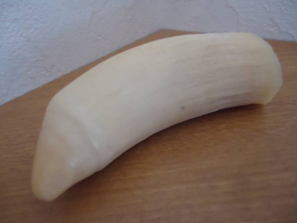 クジラ鯨の歯マッコウクジラ・根付・印鑑・加工素材