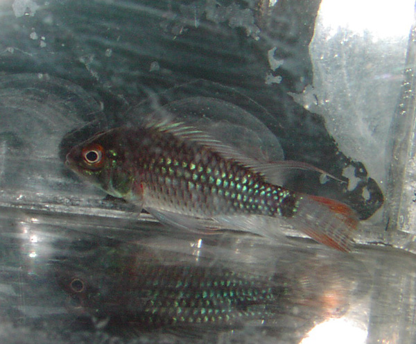 ＡＰ．クルズイ　１ペア　【Ａ・Ｚ】