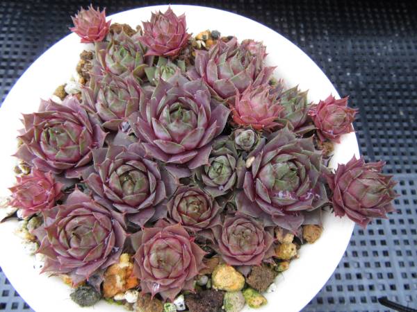 紫牡丹 | - センペルビウム メルカリ 多肉植物 抜き苗 センペルビュー