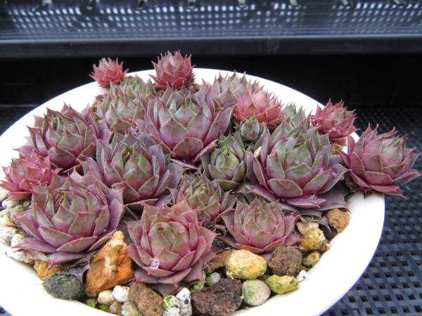 紫牡丹 | - センペルビウム メルカリ 多肉植物 抜き苗 センペルビュー