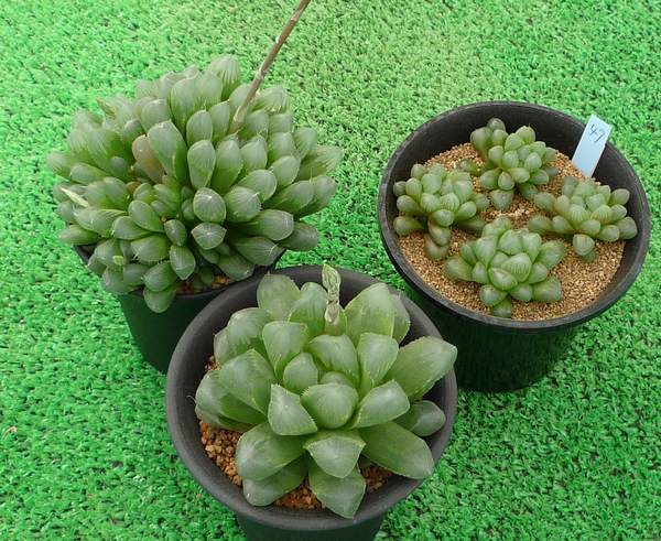 サボテン寄せ植え サボテン 鉢 陶器 植木鉢 レディース メンズ 小さい