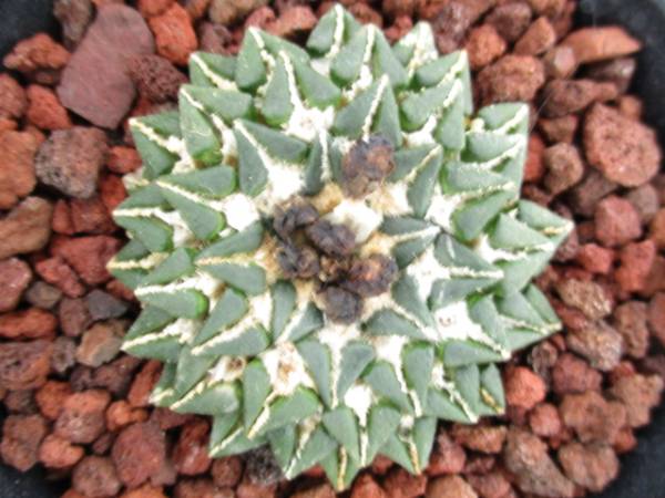 サボテン 多肉植物 姫牡丹 公式通販 ☆姫牡丹☆多肉 の通販公式 園芸