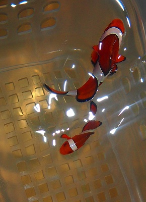 期間限定特価！ カクレクマノミ　ペア深場