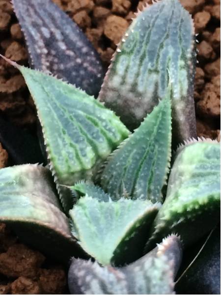 多肉植物＊ハオルチア 銀世界×バディア実生苗 5