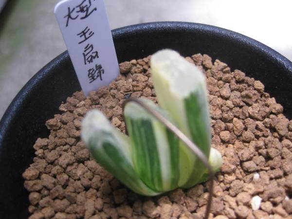 お纏め　多肉植物　錦司晃錦　カット　カキコ 現物 多肉植物 福娘錦 抜き苗 | るる農園~多肉植物専門