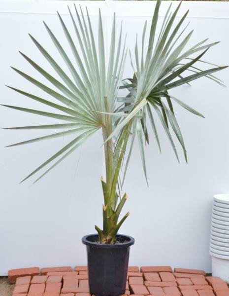 ビスマルキア ノビリス H184cm シルバーリーフ 観葉 庭木