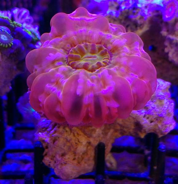 コハナガタサンゴ　珍カラー　