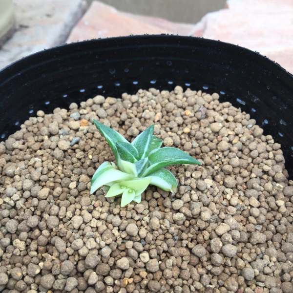 アガベ ピンキー 小苗 サボテン 多肉植物
