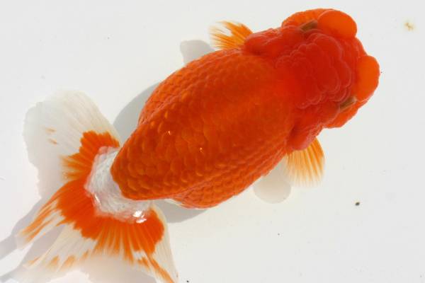 ☆mama様ご確認ページです☆ MK-R】二歳魚、約13センチ、No，7014 らんちゅう