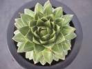 ★Ａ．’王妃笹の雪・Ａ型’ ★多肉/アガベNF05