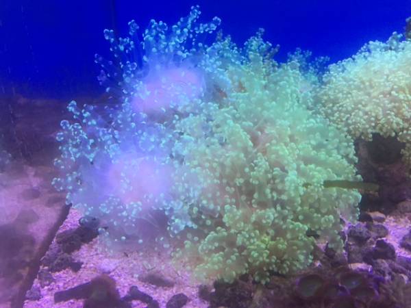 【横浜　AREA】　美！コエダナガレ　クリアグリーン