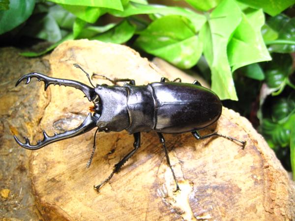 成虫・ギラファノコギリクワガタ　♂89ミリ♀45ミリ・TEMOR