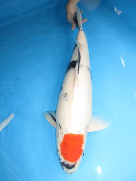 ４９４、(有)一鯉　丸誠産丹頂昭和　３才　５９㎝　メス