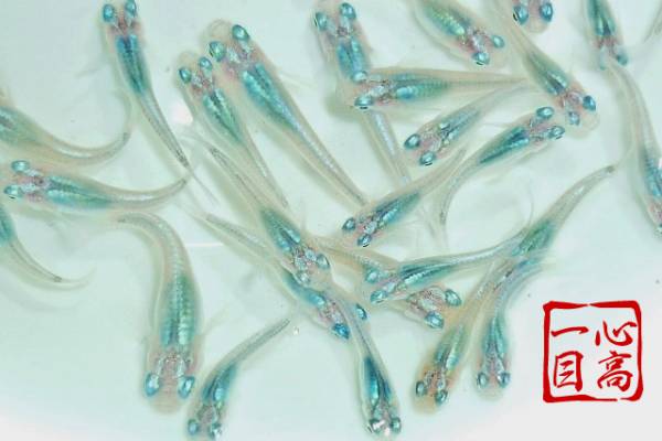 ★涼彩個体◆純血”マリンブルー”◆稚魚１０匹★