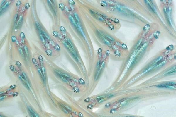 ★涼彩個体◆純血”マリンブルー”◆稚魚１０匹★