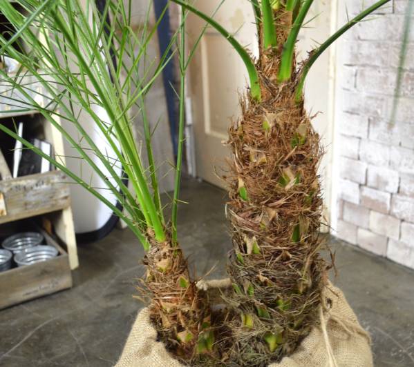 観葉植物 ☆卸価格☆フェニックス ロベレニー 8号135cm ヤシの木 観葉植物 ☆卸価格☆フェニックス ロベレニー 8号135cm ヤシの木