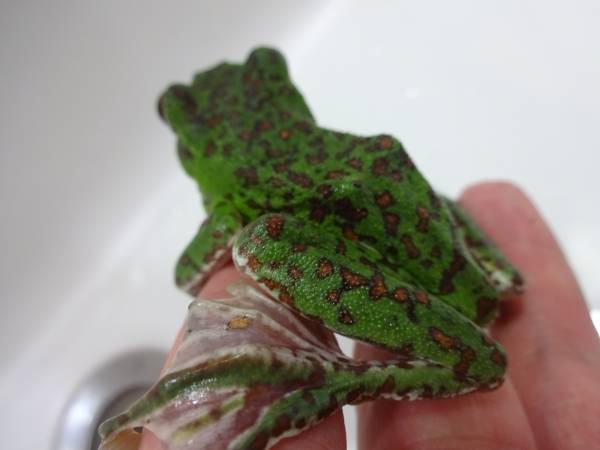 モリアオガエル　ゴールドスポット　静岡県産　④