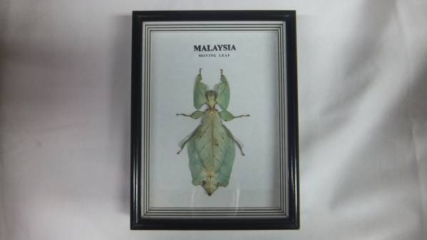 標本☆マレーシア産 コノハムシ MOVING LEAF 115mm マレーシア産Moving Leaf 標本希少オオコノハムシ