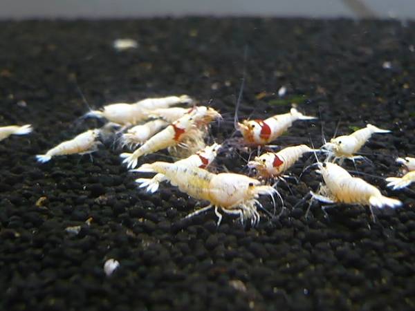 まっちゃんのビーシュリンプ☆画像の２０匹☆