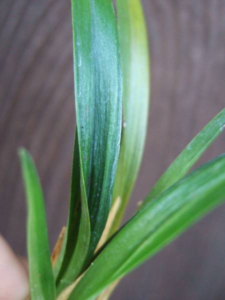 ○寒蘭○　　土佐寒蘭　「硬質ラシャチャボ」　２　野生蘭　春蘭