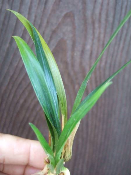 ○寒蘭○　　土佐寒蘭　「硬質ラシャチャボ」　２　野生蘭　春蘭