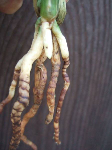 ○寒蘭○　　土佐寒蘭　「硬質ラシャチャボ」　２　野生蘭　春蘭