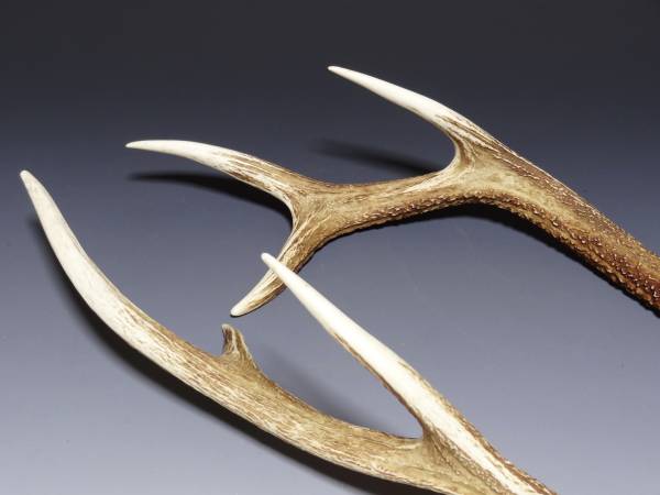鹿の角2本 天然材料 鹿角 No656 鹿の角 鹿角 天然日本鹿 鹿の角2本 天然材料 鹿角 No656 鹿の角 鹿角 天然日本鹿