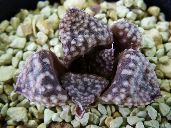 サボテン 多肉植物 50 ハオルチア ピクタ パール 花、園芸 サボテン