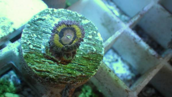 「珊瑚屋」★USAマメスナ「ストラタキャスター」1粒子株付き