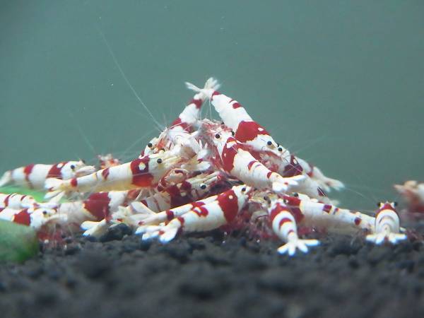 ◇えびちゃん◇レッドビーシュリンプ究極赤足３０匹①