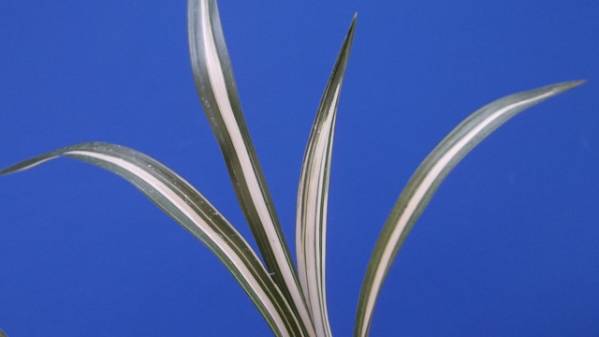 ★春・寒蘭★24-3尾鈴山産 紺覆輪中透縞柄花芽付 新木成木３条