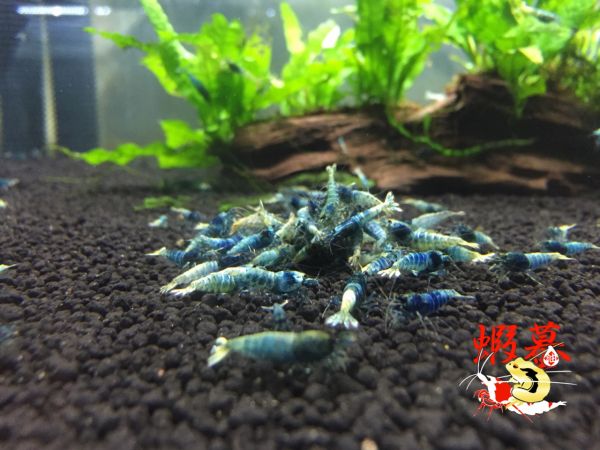 〝蝦蟇のえび〟　ターコイズ シュリンプ10匹(4)