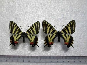 ギフチョウ & 地域差のあるギフチョウ in 大山 徒然なるままに 界