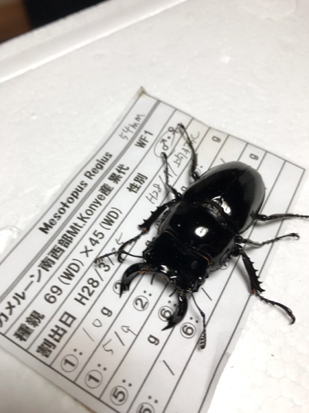 【新成虫 WF1】レギウス ♂54㍉×♀44㍉ ペア 『限定1ペアのみ』