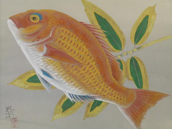 都屋】富取風堂 鯛 F10号日本画 真筆保証品 日本画 花鳥、鳥獣 【公式